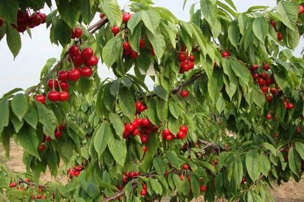 栽櫻桃樹最忌什么 院里為什么不栽櫻桃樹