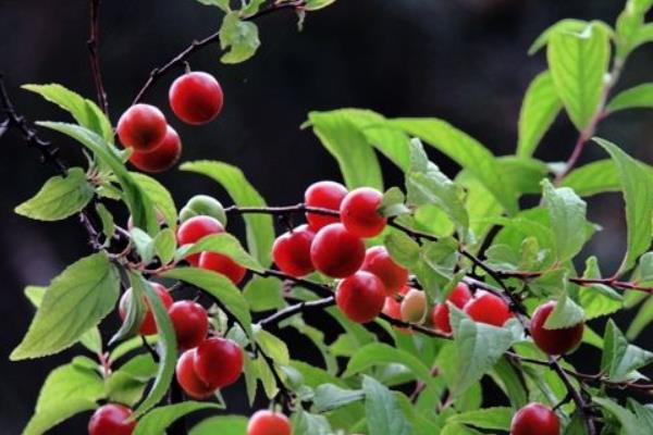 栽櫻桃樹最忌什么 院里為什么不栽櫻桃樹