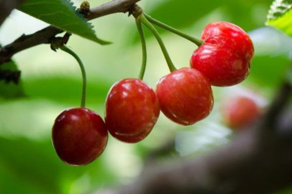 栽櫻桃樹最忌什么 院里為什么不栽櫻桃樹