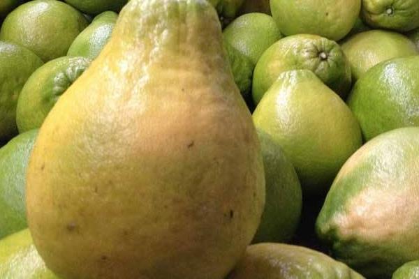 柚子有哪些品種 常見柚子品種的特點(diǎn)