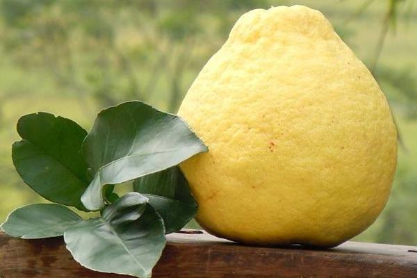 柚子有哪些品種 常見柚子品種的特點(diǎn)
