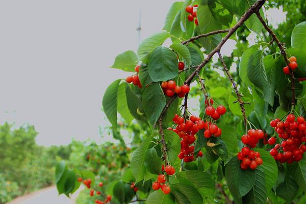 栽櫻桃樹最忌什么 院里為什么不栽櫻桃樹