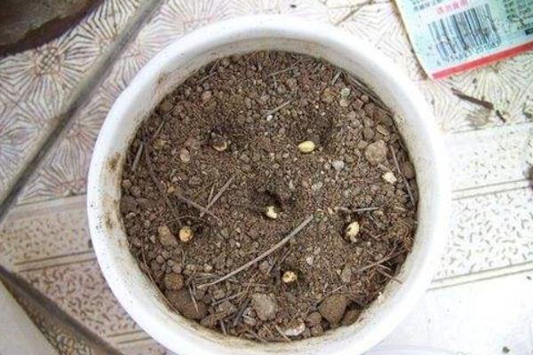 櫻桃的核有毒嗎 誤吞櫻桃核怎么辦