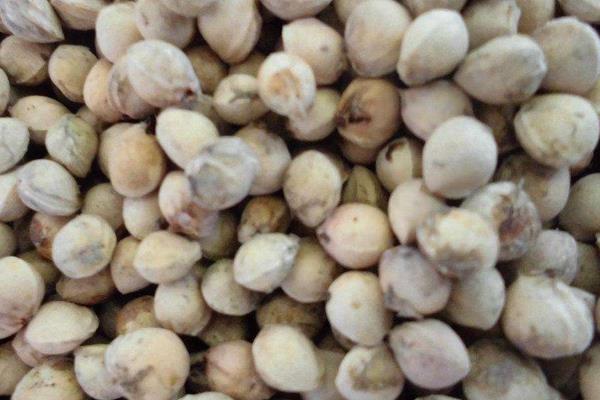 櫻桃的核有毒嗎 誤吞櫻桃核怎么辦