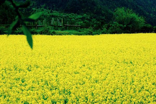 油菜花穿什么衣服拍照好看 贊美油菜花的詩句