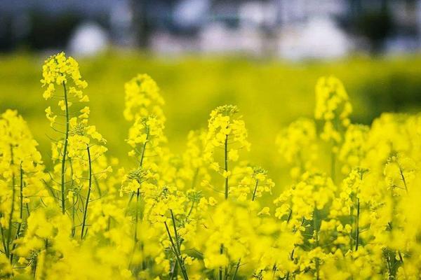 油菜花穿什么衣服拍照好看 贊美油菜花的詩句