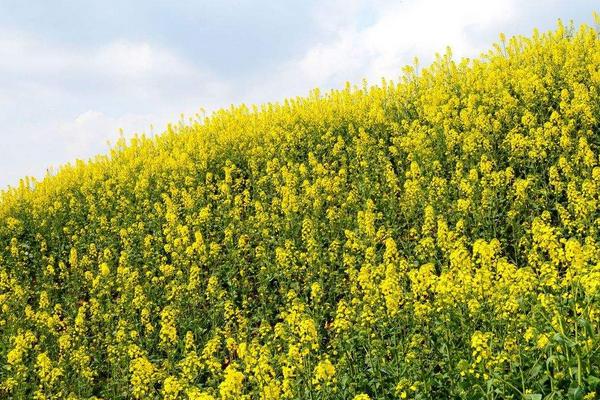 油菜花穿什么衣服拍照好看 贊美油菜花的詩句