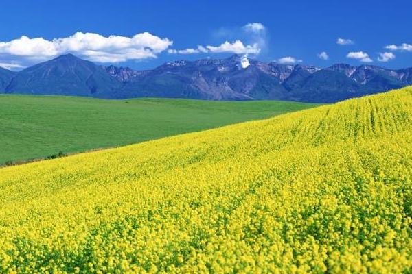 油菜花穿什么衣服拍照好看 贊美油菜花的詩句