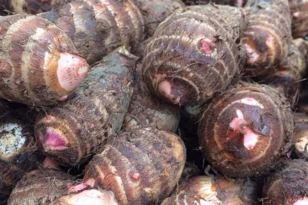 香芋削皮后怎么保存 香芋可以切片冷凍嗎