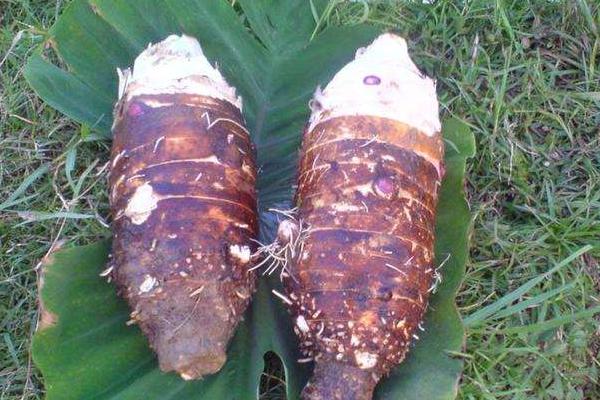 香芋削皮后怎么保存 香芋可以切片冷凍嗎