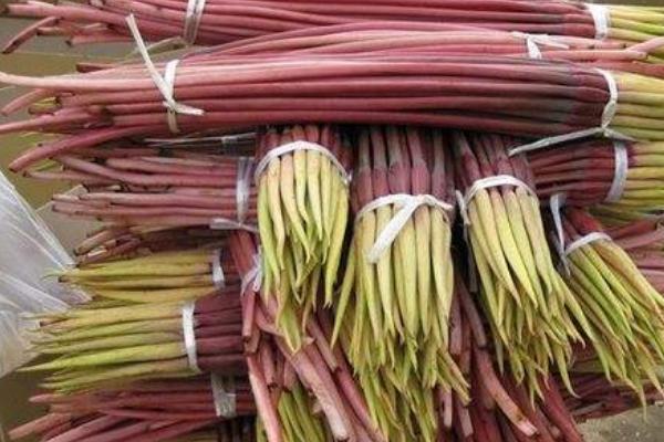 芋頭花功效與作用及禁忌 芋頭花怎么吃