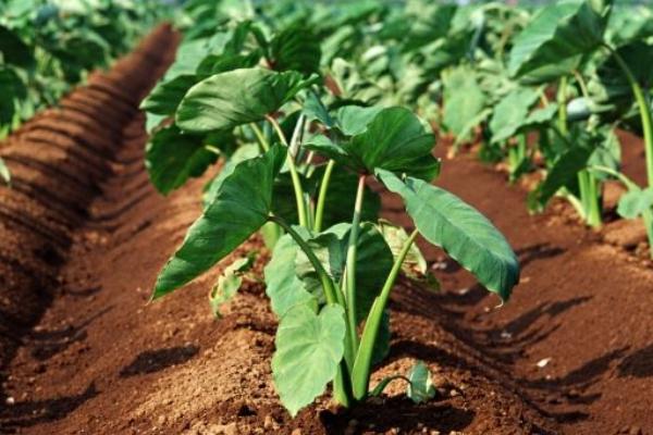 滴水觀音和芋頭的區別是什么 大芋頭和小芋頭的區別是什么