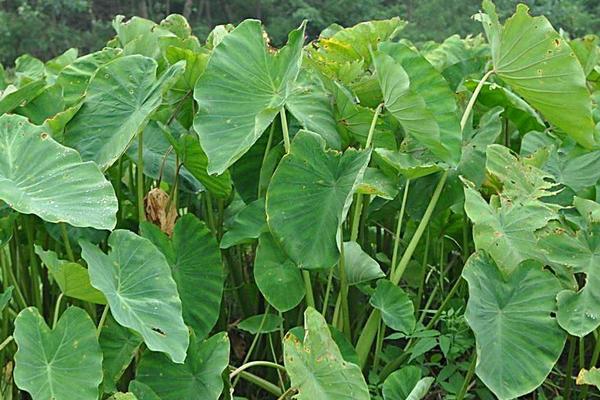 滴水觀音和芋頭的區(qū)別是什么 大芋頭和小芋頭的區(qū)別是什么