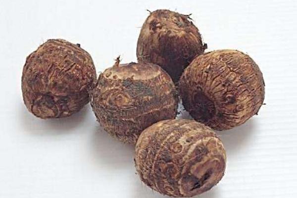 滴水觀音和芋頭的區(qū)別是什么 大芋頭和小芋頭的區(qū)別是什么