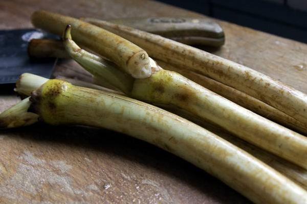 藕尖怎么做好吃又簡單 藕尖長在蓮藕哪個地方