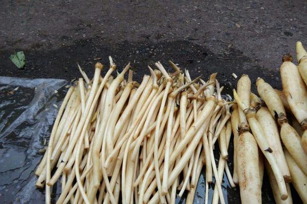 藕尖怎么做好吃又簡單 藕尖長在蓮藕哪個地方