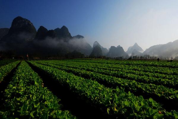 生態農業模式有哪些 生態農業產業園規劃方案