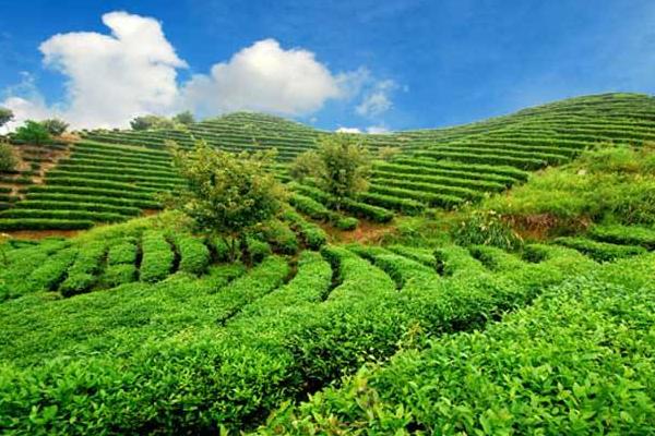 生態農業模式有哪些 生態農業產業園規劃方案