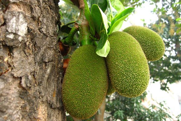 菠蘿蜜怎么種 菠蘿蜜的核能種嗎