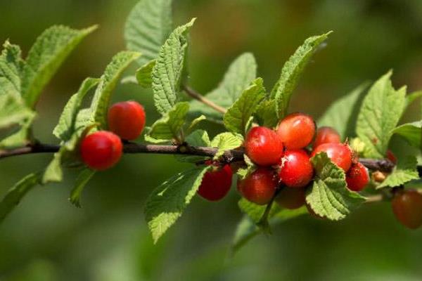 毛櫻桃功效與作用 毛櫻桃能吃嗎