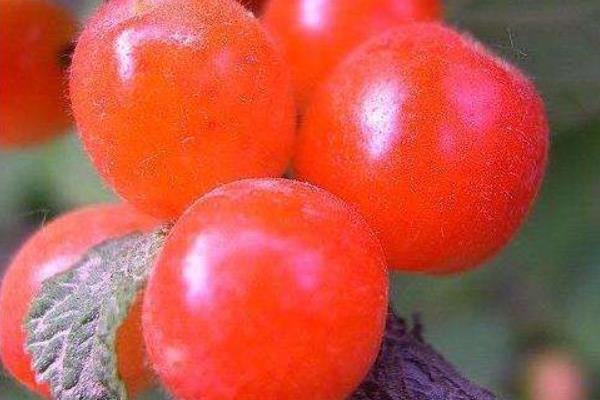 毛櫻桃功效與作用 毛櫻桃能吃嗎