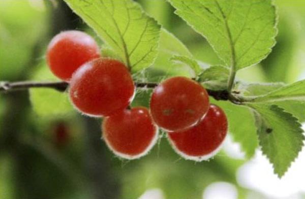 毛櫻桃功效與作用 毛櫻桃能吃嗎