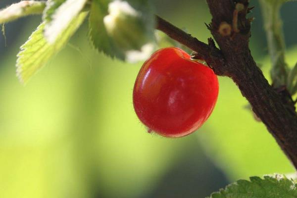 毛櫻桃功效與作用 毛櫻桃能吃嗎