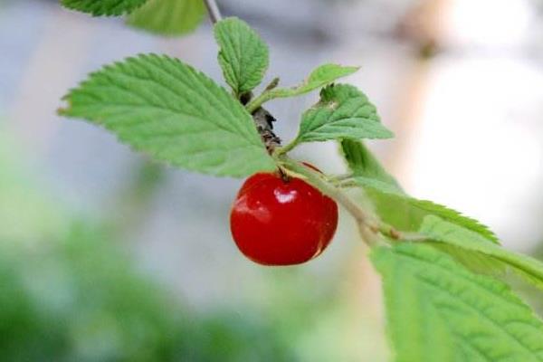 毛櫻桃功效與作用 毛櫻桃能吃嗎