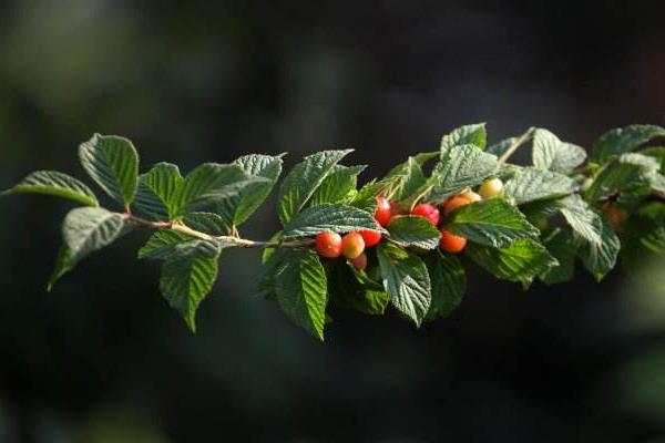 毛櫻桃功效與作用 毛櫻桃能吃嗎