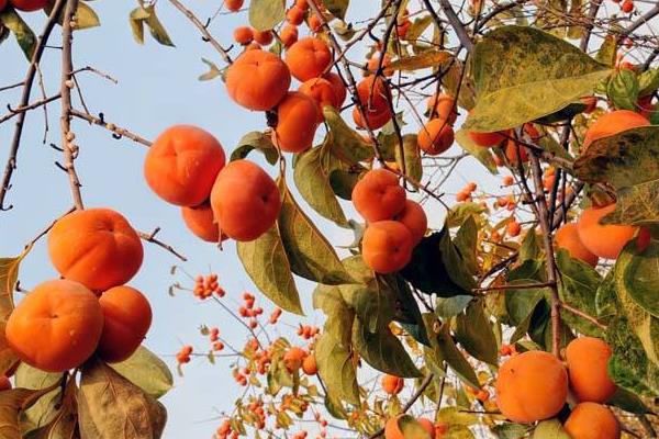 柿子怎么打叉 柿子秧卷葉怎么回事