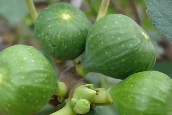 無花果插扦方法和時(shí)間 無花果繁殖方法