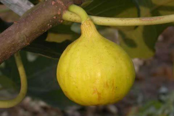 無(wú)花果什么時(shí)候結(jié)果 無(wú)花果為什么叫無(wú)花果