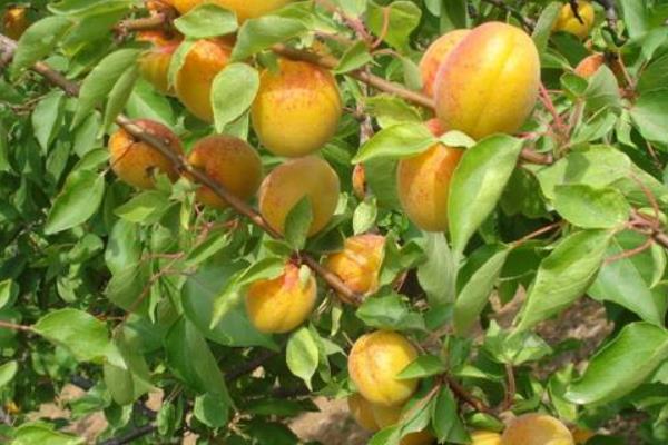 杏樹種子怎么種 杏樹嫁接時間和方法