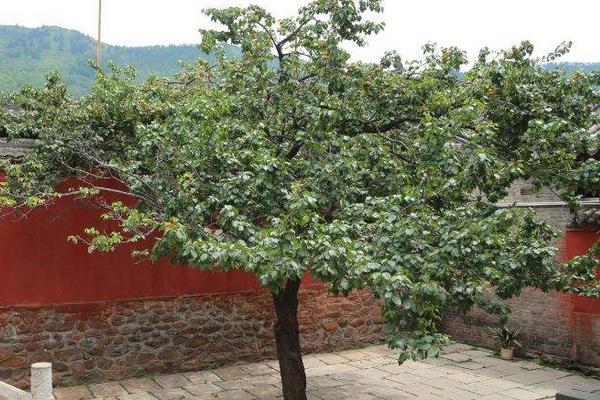 杏樹種子怎么種 杏樹嫁接時間和方法