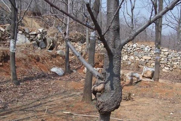 杏樹種子怎么種 杏樹嫁接時間和方法