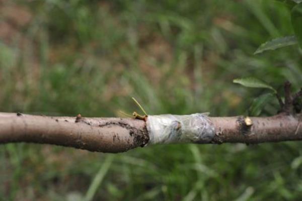 杏樹種子怎么種 杏樹嫁接時間和方法