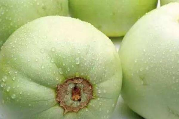 香瓜能放冰箱保鮮嗎 怎么判斷香瓜熟了