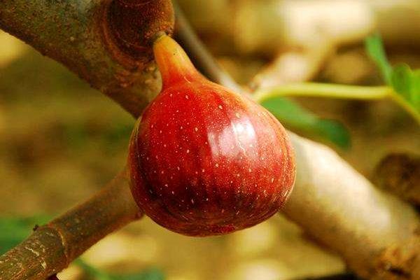 無花果什么時候結果 無花果為什么叫無花果