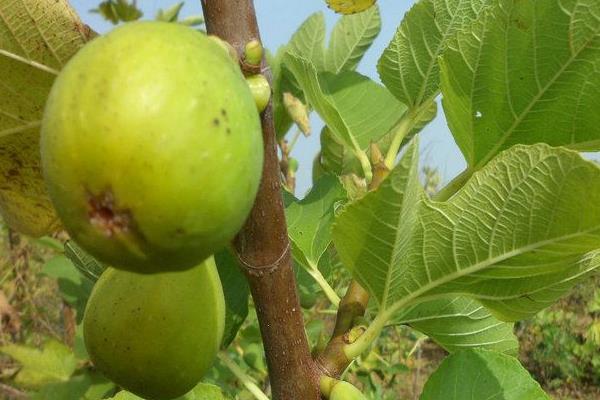 無花果什么時候結果 無花果為什么叫無花果