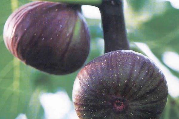 無花果什么時候結果 無花果為什么叫無花果