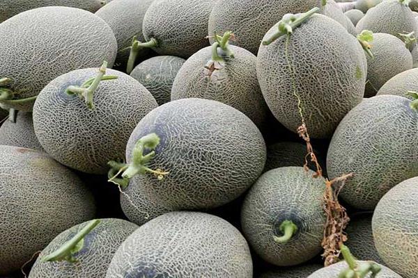 哈密瓜怎么保存 哈密瓜放冰箱能放幾天