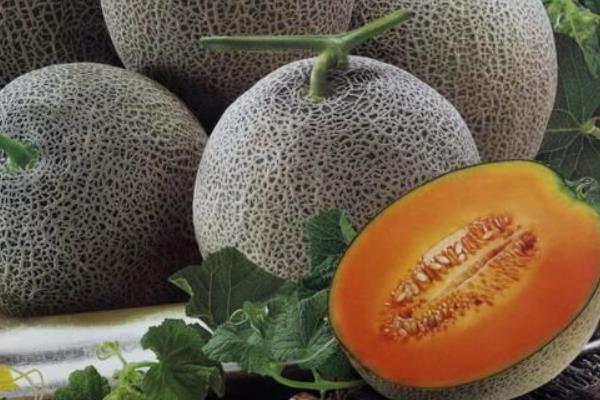 哈密瓜熱量是多少 哈密瓜產地有哪些地方