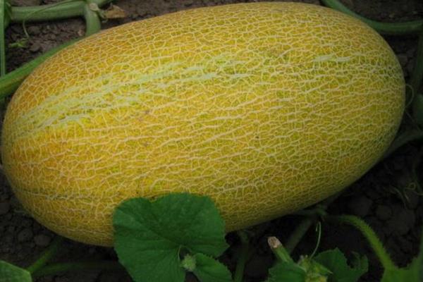 哈密瓜苦的能吃嗎 哈密瓜表皮發霉能吃嗎