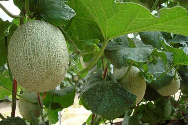 哈密瓜的種植技術與管理方法