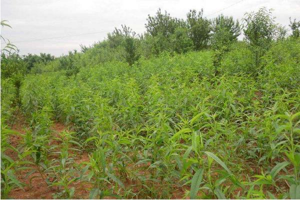 吃完的桃子怎么種 桃子核種植技術(shù)