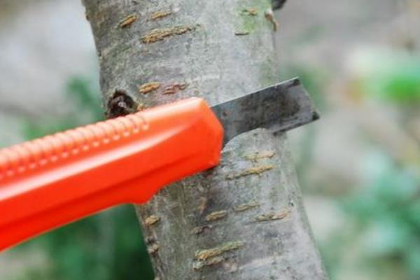 吃完的桃子怎么種 桃子核種植技術(shù)