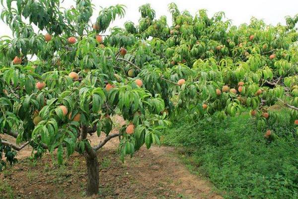 吃完的桃子怎么種 桃子核種植技術(shù)