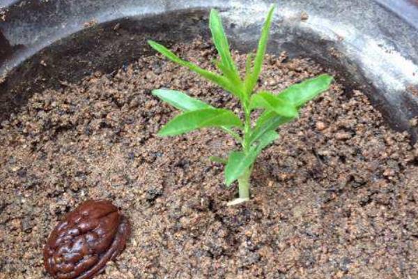 吃完的桃子怎么種 桃子核種植技術(shù)