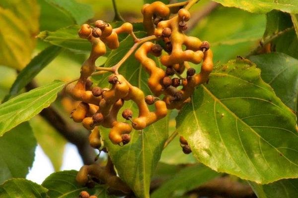 拐棗的功效與作用及禁忌 拐棗的營養價值