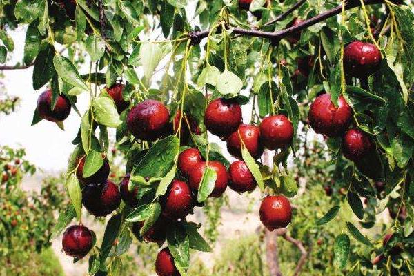 紅棗是哪的特產(chǎn) 每天堅(jiān)持吃紅棗有什么好處